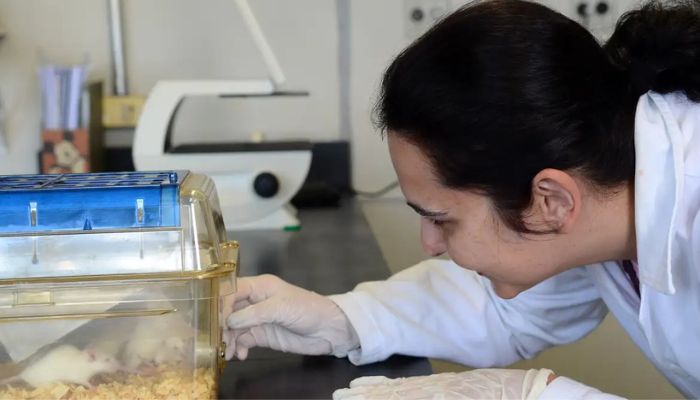 © Rovena Rosa/Agência Brasil Tecidos feitos em laboratório podem aperfeiçoar testes de medicamentos